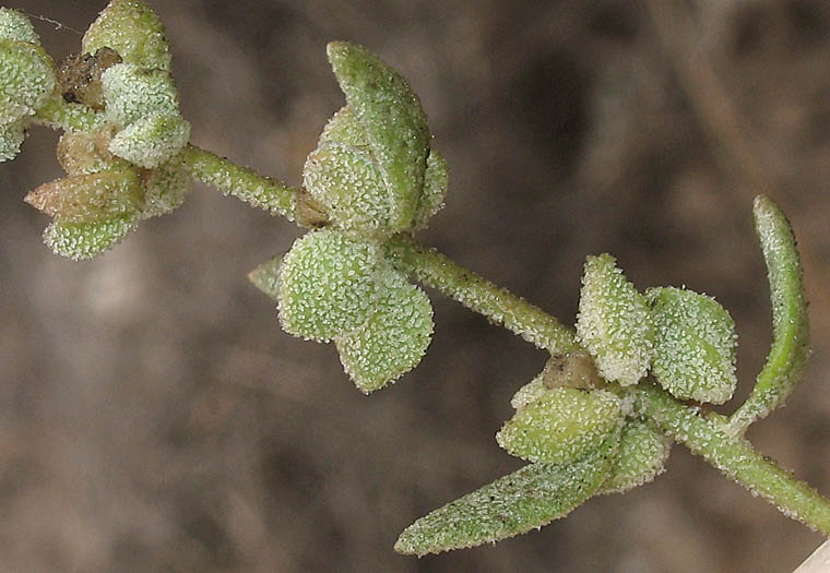 Detailed Picture 4 of California Saltbush