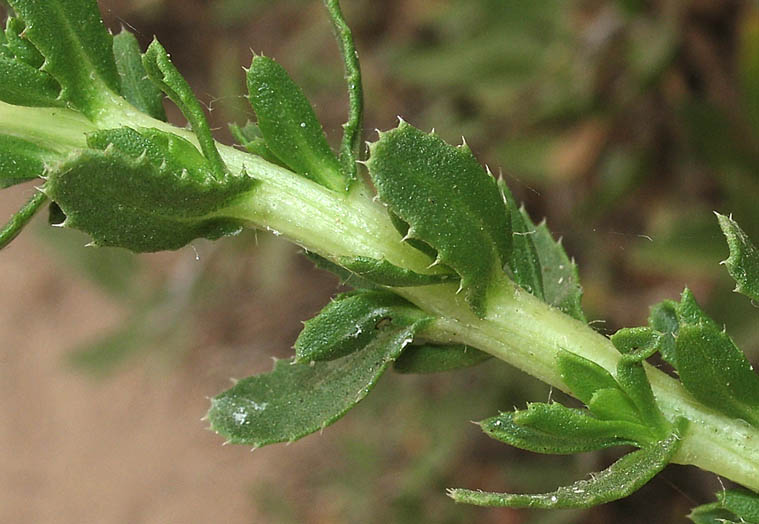 Detailed Picture 5 of Prostrate Coast Goldenbush