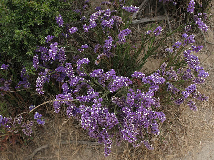 Detailed Picture 6 of Wavyleaf Sea Lavender