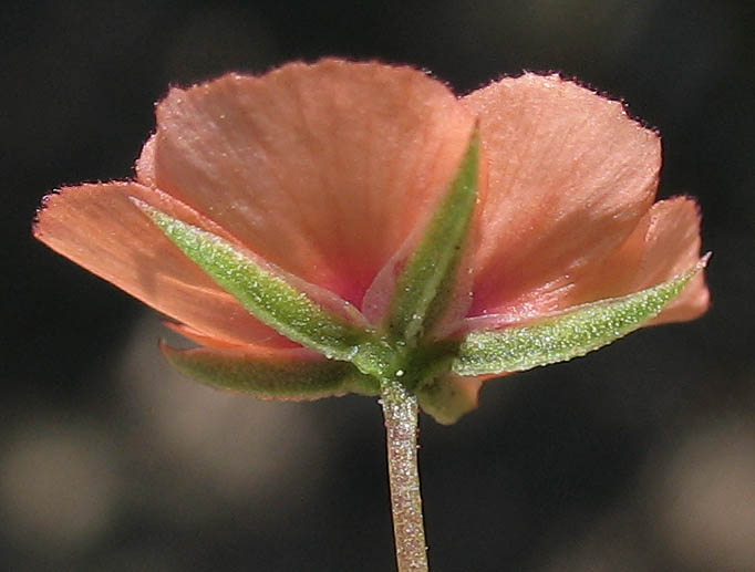 Detailed Picture 2 of Scarlet Pimpernel