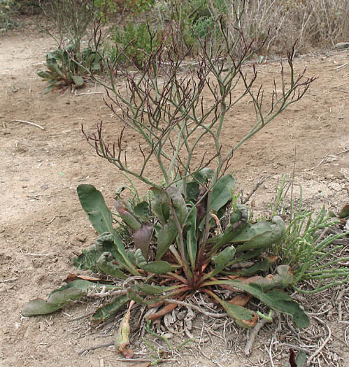 Detailed Picture 9 of Western Marsh-rosemary