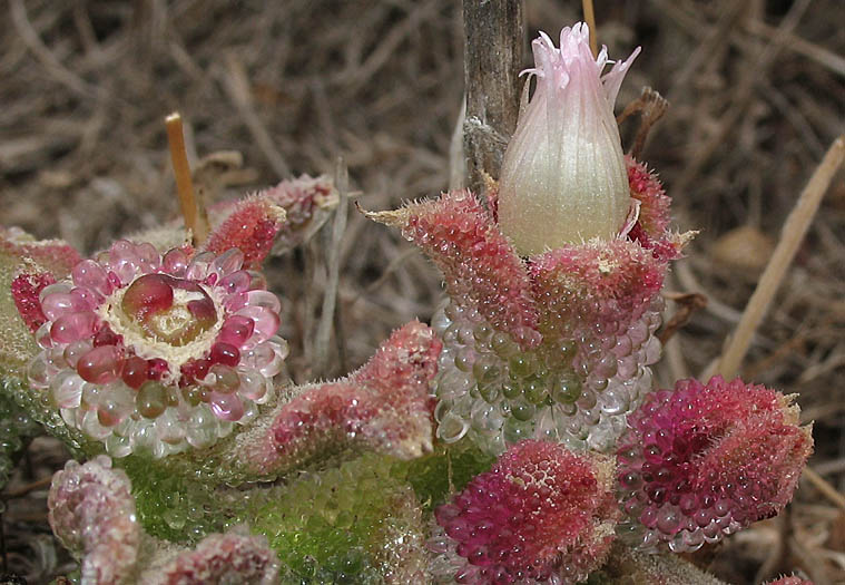 Detailed Picture 4 of Crystalline Iceplant