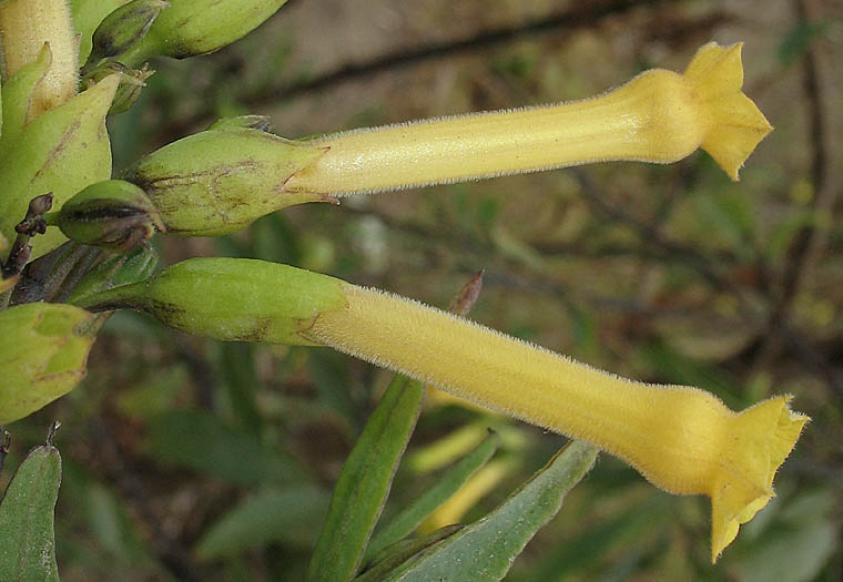 Detailed Picture 2 of Tree Tobacco