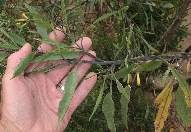 Detailed Picture 4 of Tree Tobacco