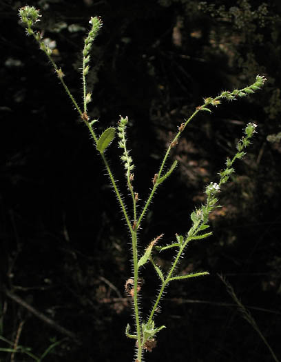 Detailed Picture 6 of Minute-flowered Popcorn Flower