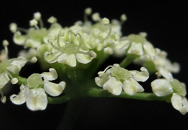 Detailed Picture 2 of Celery