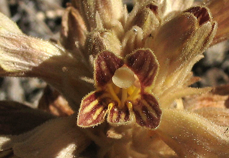 Detailed Picture 1 of Parish's broomrape