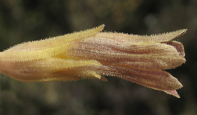 Detailed Picture 3 of Parish's broomrape