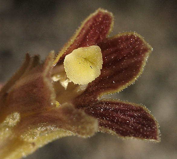 Detailed Picture 2 of Parish's broomrape