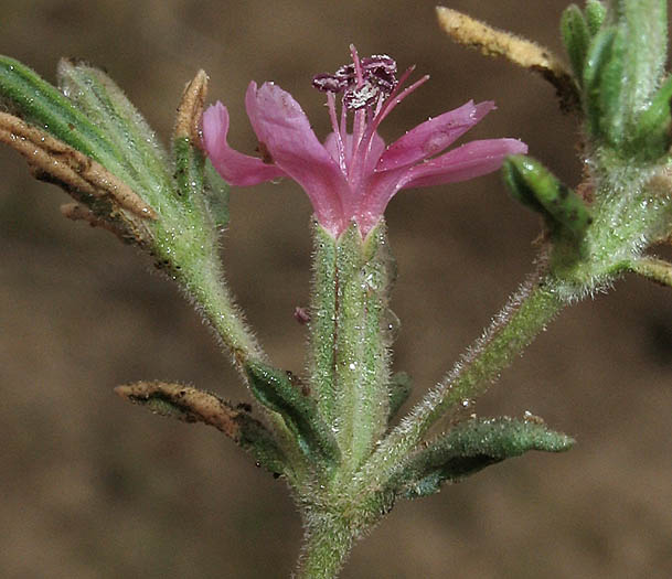 Detailed Picture 2 of Alkali Heath