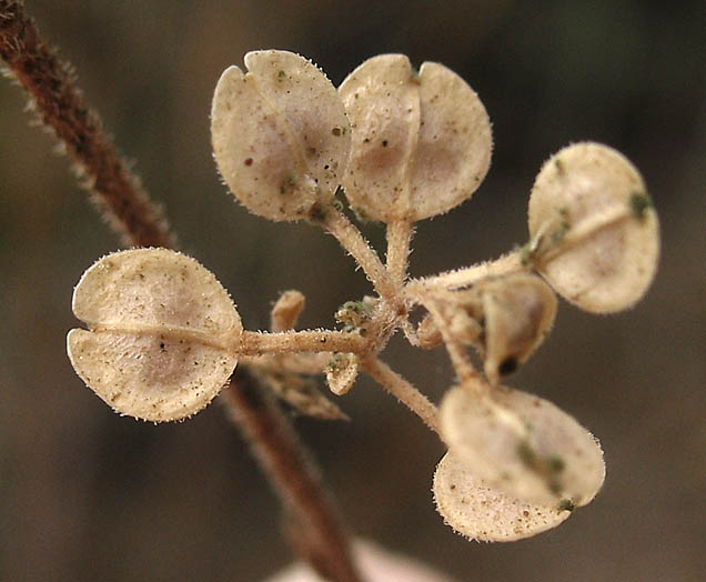 Detailed Picture 7 of Hairy Podded Peppergrass