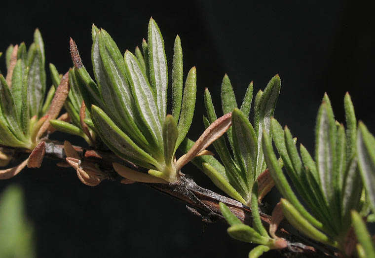 Detailed Picture 8 of California Buckwheat