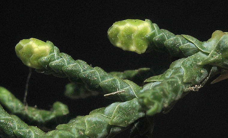 Detailed Picture 3 of Tecate Cypress