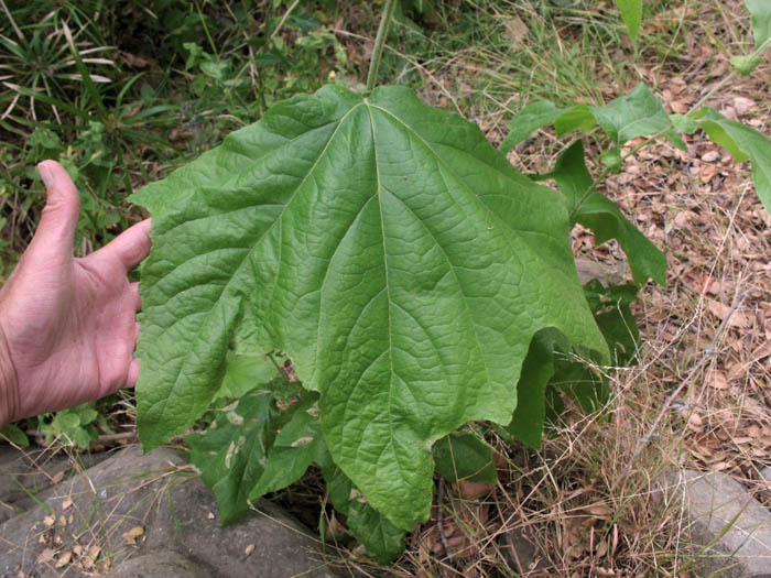 Detailed Picture 7 of Western Sycamore