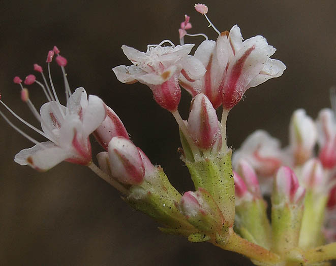 Detailed Picture 3 of California Buckwheat