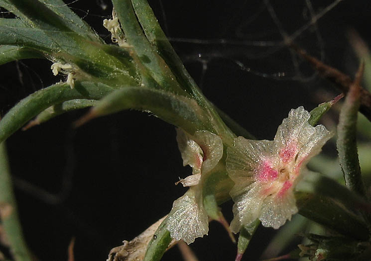 Detailed Picture 3 of Southern Russian Thistle