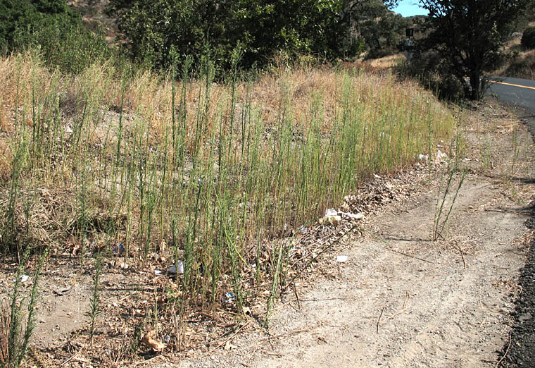 Detailed Picture 5 of Horseweed