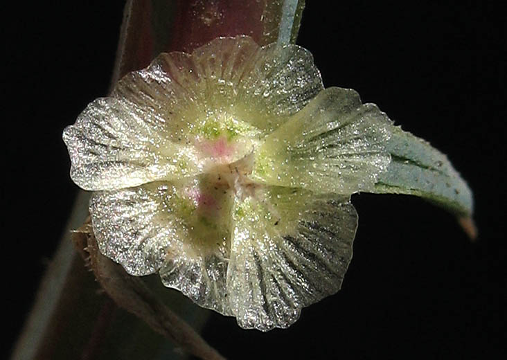 Detailed Picture 2 of Southern Russian Thistle