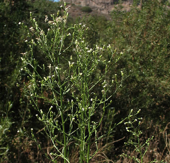 Detailed Picture 3 of Horseweed