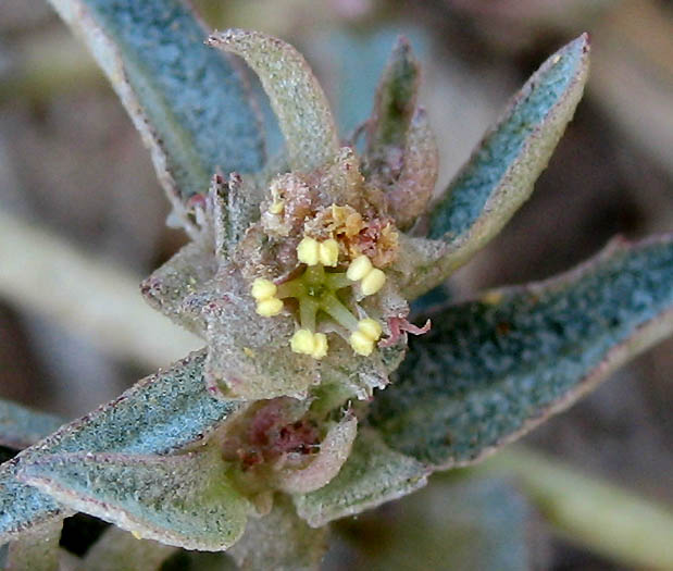 Detailed Picture 1 of Australian Saltbush