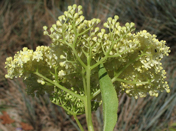 Detailed Picture 5 of Blue Elderberry