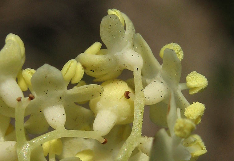 Detailed Picture 3 of Blue Elderberry