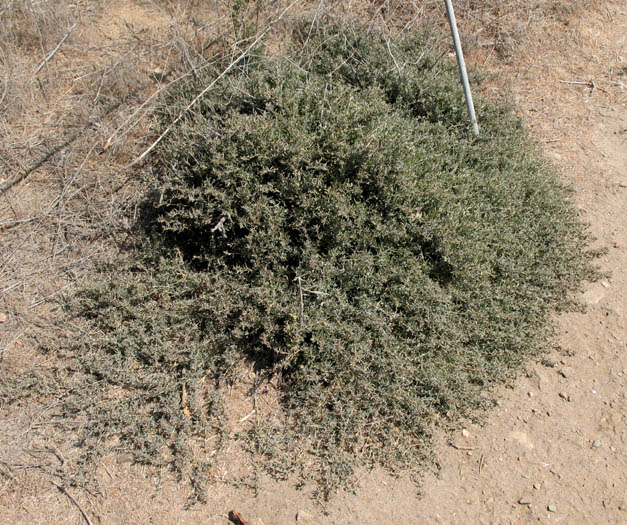 Detailed Picture 4 of Australian Saltbush