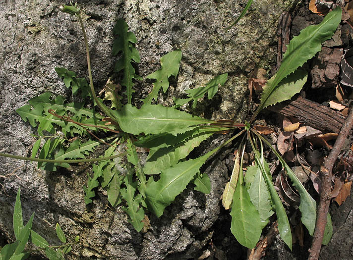 Detailed Picture 5 of Dandelion