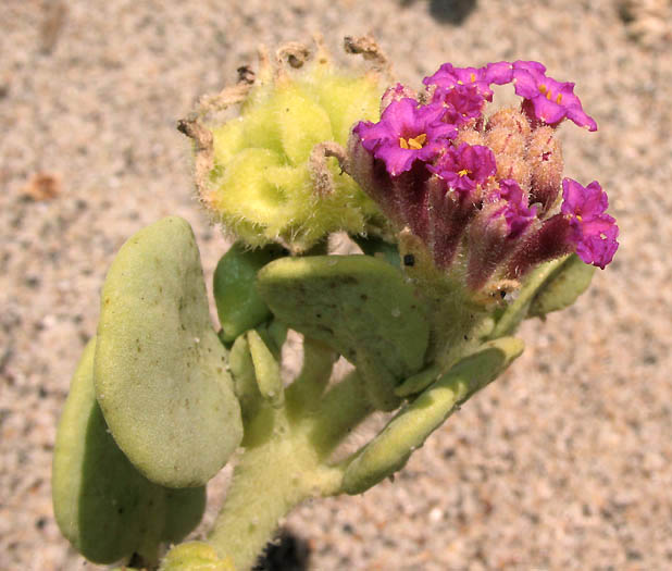 Detailed Picture 3 of Red Sand Verbena