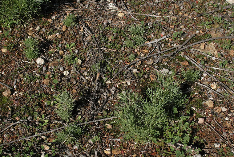 Detailed Picture 8 of California Sagebrush