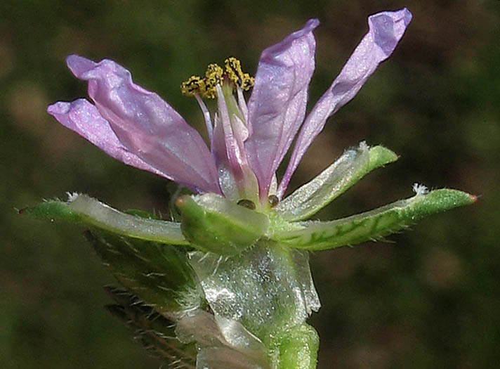 Detailed Picture 3 of White-stem Filaree