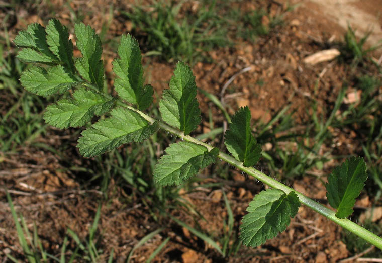 Detailed Picture 7 of White-stem Filaree