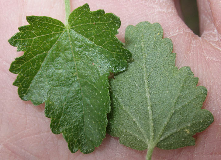 Detailed Picture 6 of Bush Mallow