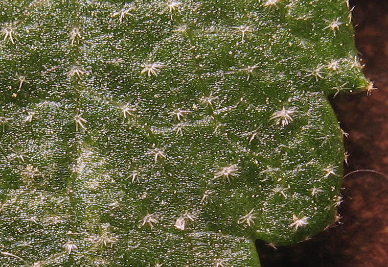 Detailed Picture 7 of Bush Mallow