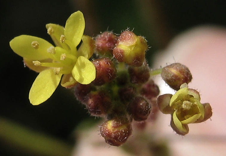 Detailed Picture 1 of Tansy Mustard