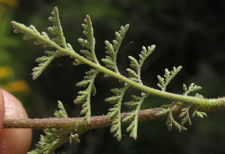 Detailed Picture 7 of Tansy Mustard