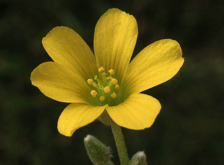 Detailed Picture 2 of Weedy Oxalis