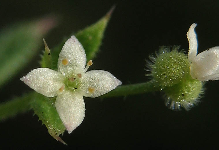 Detailed Picture 1 of Annual Bedstraw