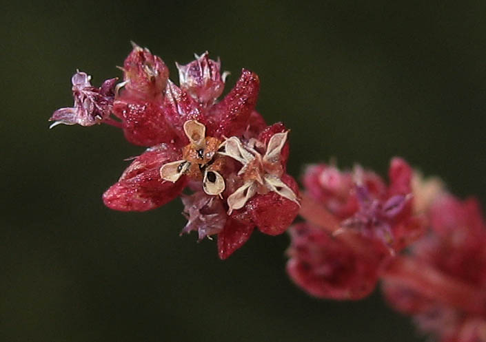 Detailed Picture 2 of Pigmy Weed