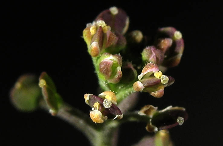 Detailed Picture 2 of Poor Man's Pepper