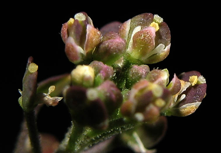 Detailed Picture 1 of Poor Man's Pepper