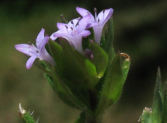 Detailed Picture 2 of Field Madder