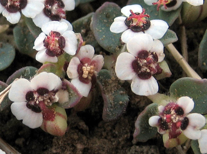 Detailed Picture 3 of Prostrate Spurge