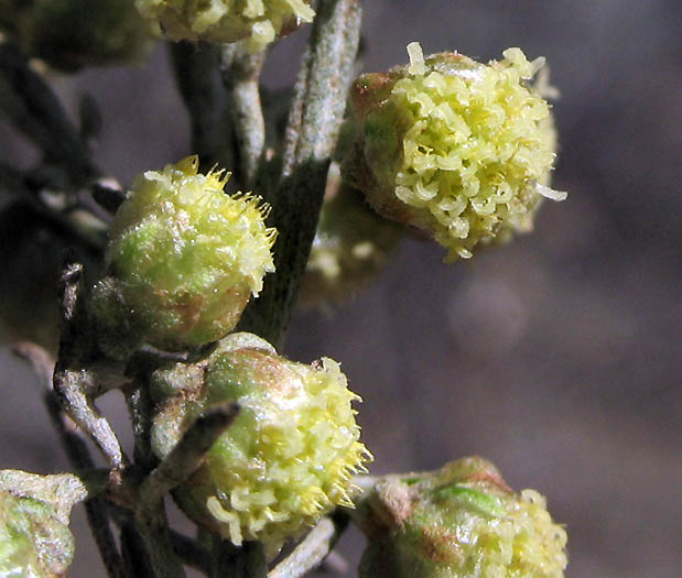 Detailed Picture 2 of California Sagebrush