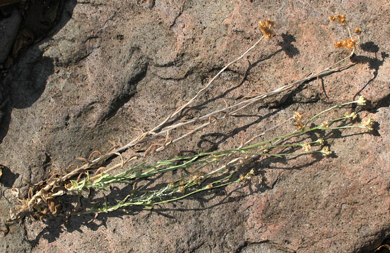 Detailed Picture 6 of Weedy Cudweed