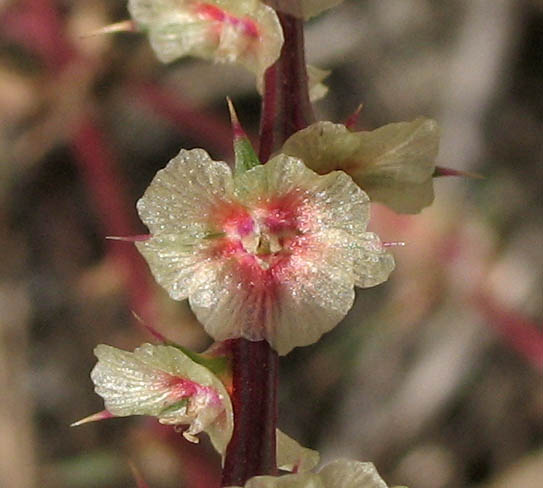 Detailed Picture 4 of Southern Russian Thistle