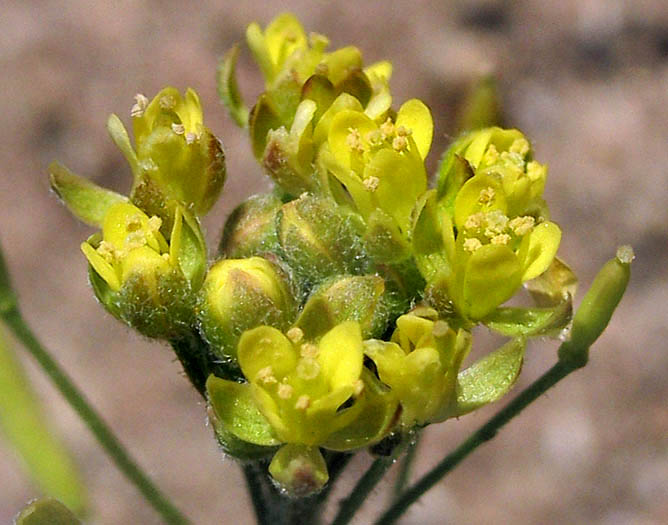 Detailed Picture 3 of Tansy Mustard