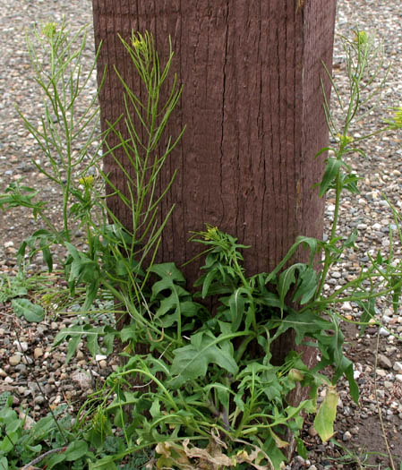 Detailed Picture 5 of London Rocket