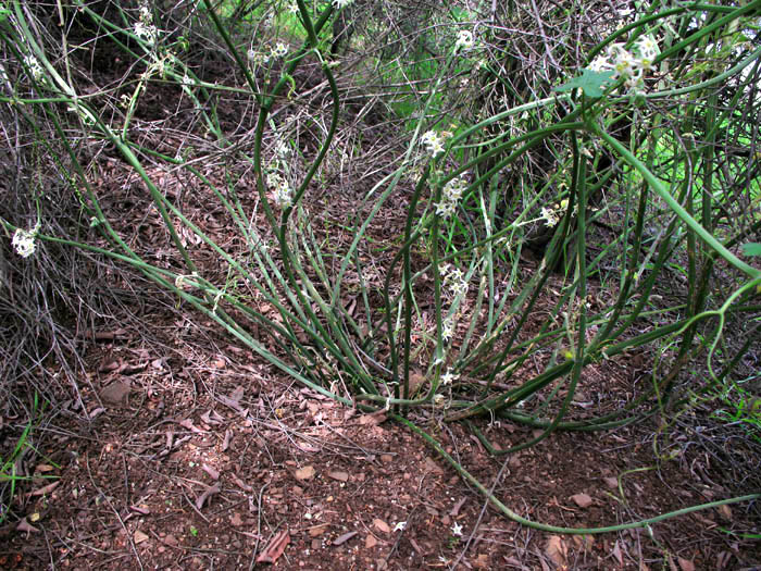 Detailed Picture 7 of Wild Cucumber