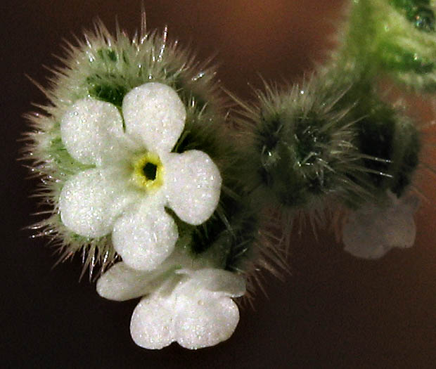 Detailed Picture 2 of San Diego Popcorn Flower